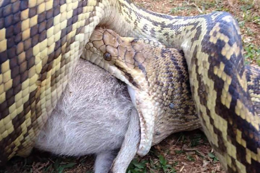 15 photos of snakes eating animals - ABC News