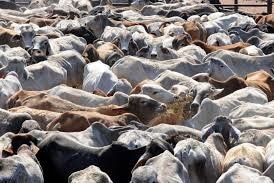Territory cattle for export