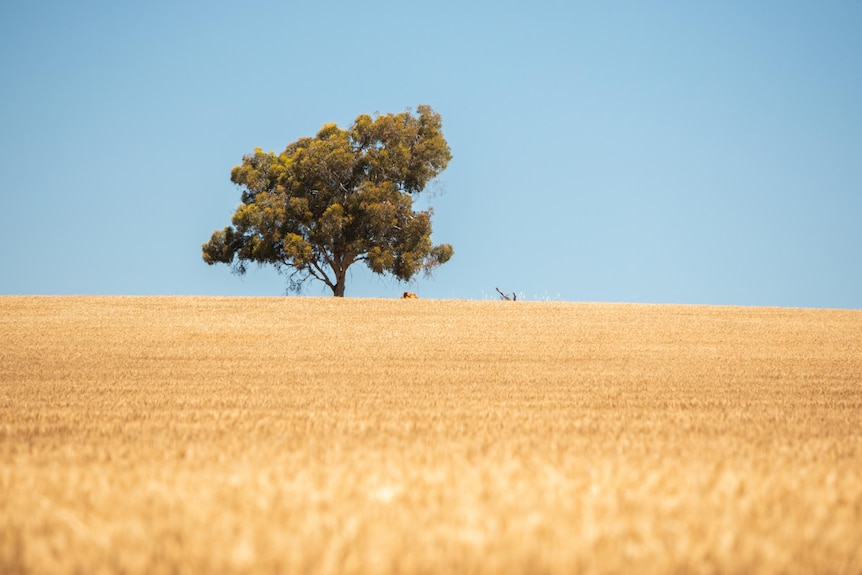 A tree in a sunny wheat field.