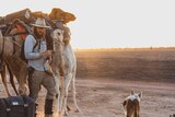 A man wearing a wide brim hat, sunglasses , long pants and boots is checking two camels, as the sun sets. With a dog lingering
