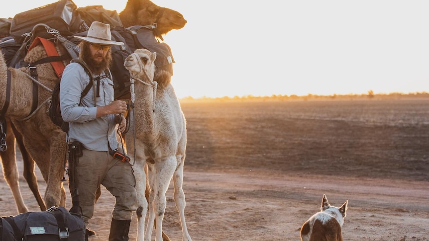 A man wearing a wide brim hat, sunglasses , long pants and boots is checking two camels, as the sun sets. With a dog lingering