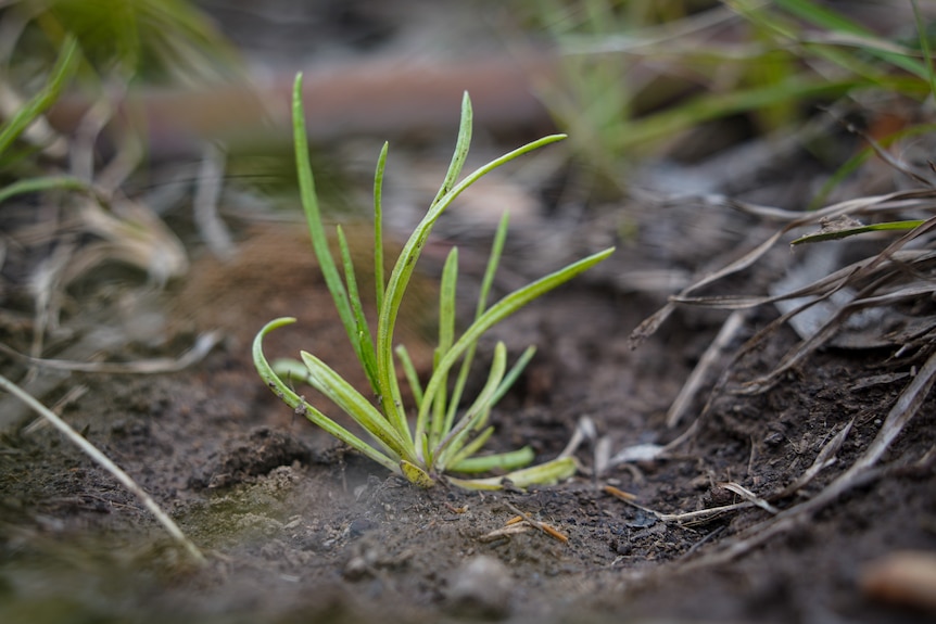 A seedling with small green shoots