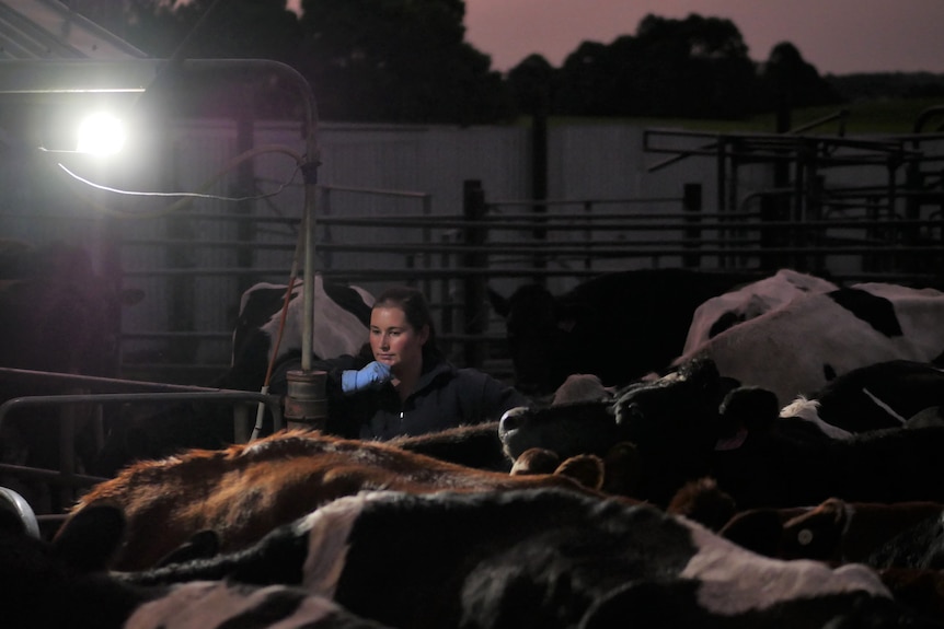 a woman in a pony tale stands beneath a bright light, surrounded by her dairy cattle at night.