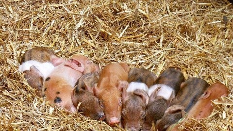 Eight piglets in varying colours asleep on the hay