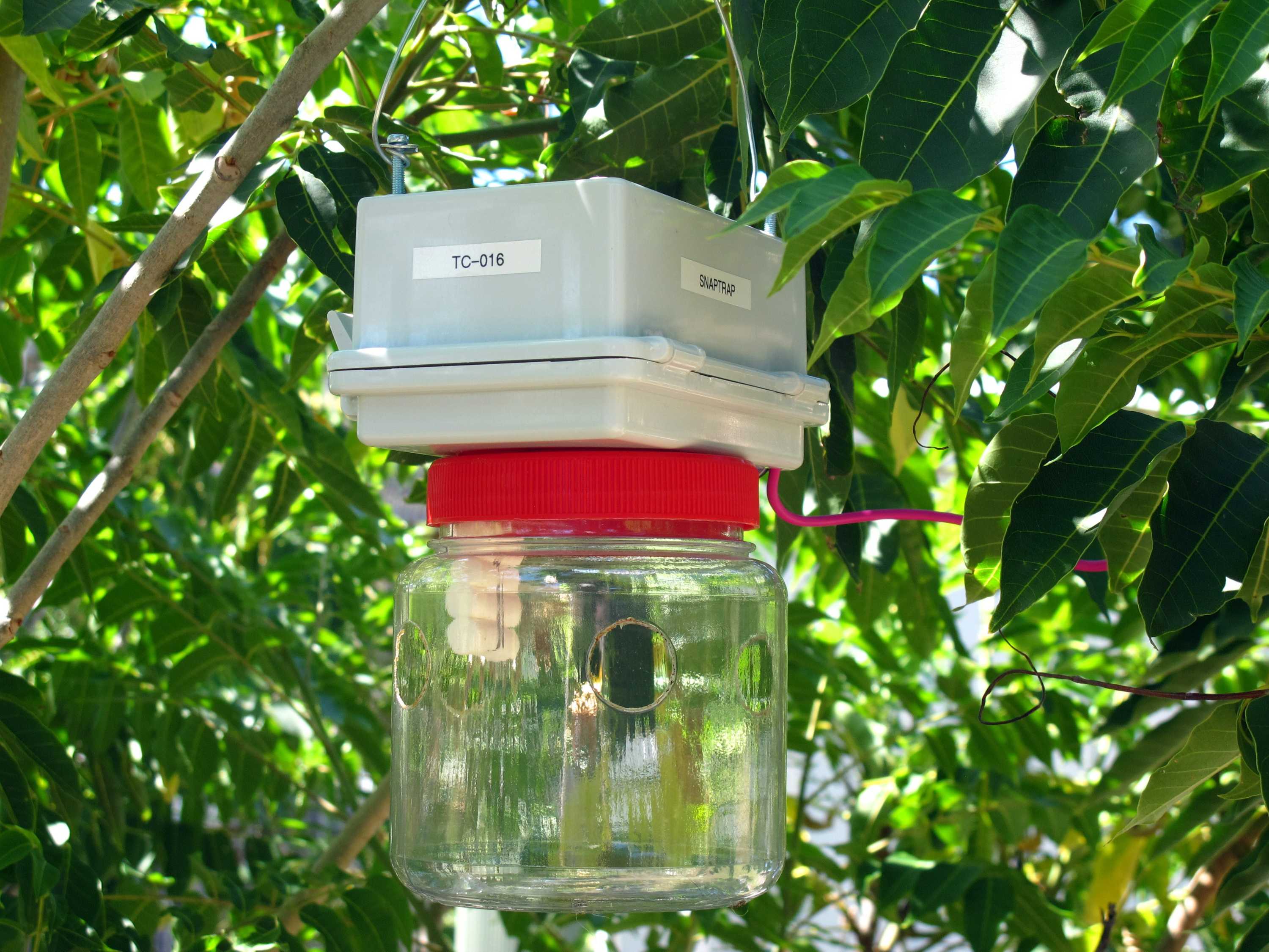 A backyard invention may spell curtains for fruit fly ABC News