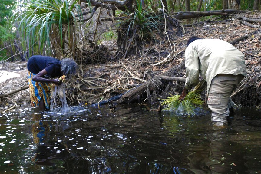 Elder Laura Rungguwanga and a man fish using bush plants in a small river. 