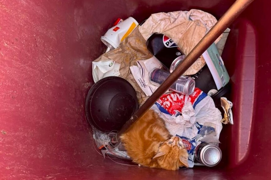 A tiny ginger kitten huddles on top of rubbish at the bottom of a large red plastic bin