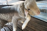 A five-legged lamb.