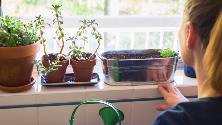 Gardener checking her plants on a windowsill.