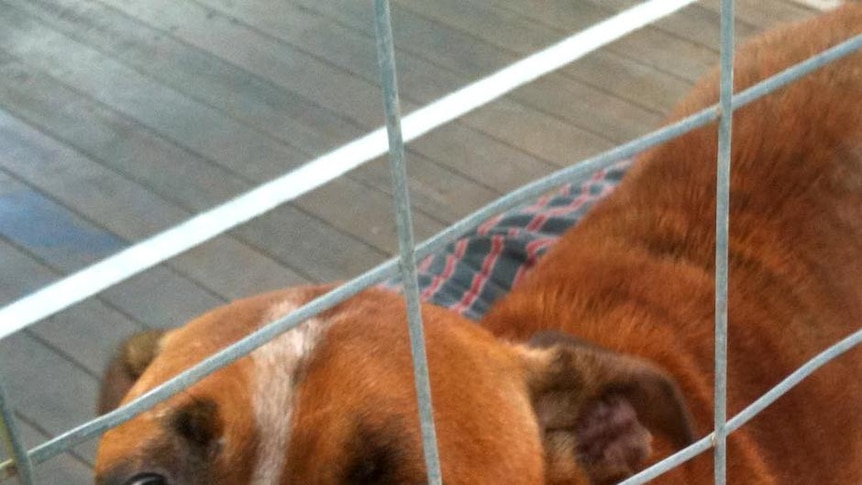 A dog looks out of its enclosure