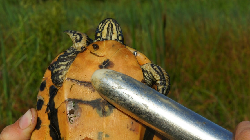 Close up of underbelly of turtle with vibrator placed on it.