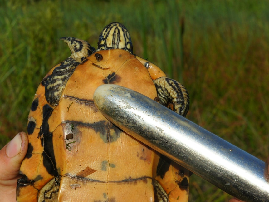 Close up of underbelly of turtle with vibrator placed on it.