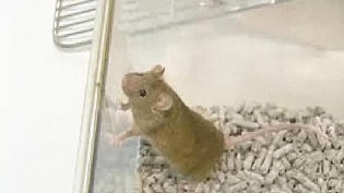 research lab mouse at Flinders (file photo)