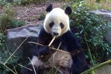 Wang Wang eating bamboo.