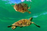 A large turtle swims in green water.
