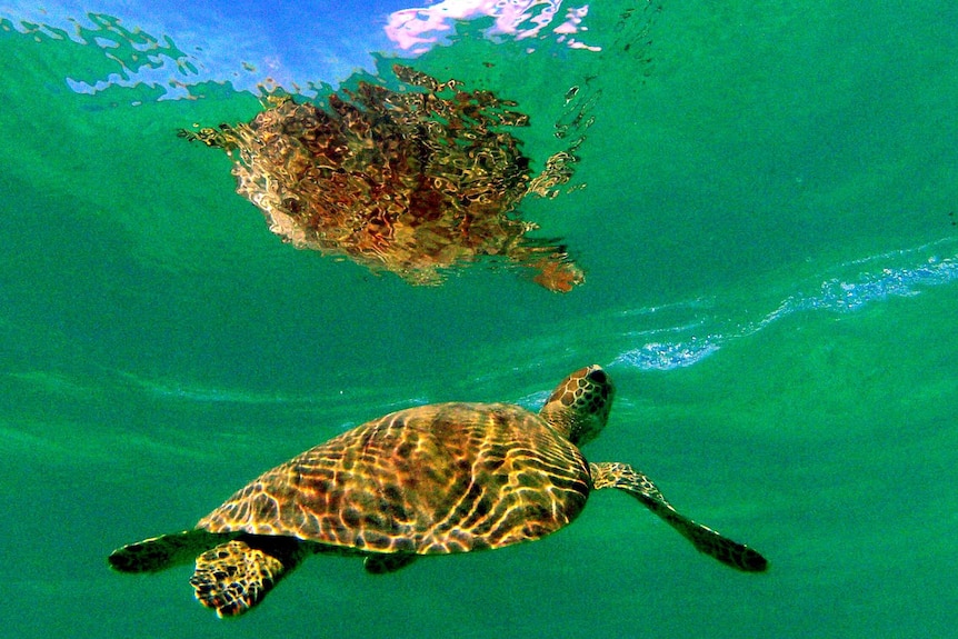 A large turtle swims in green water.