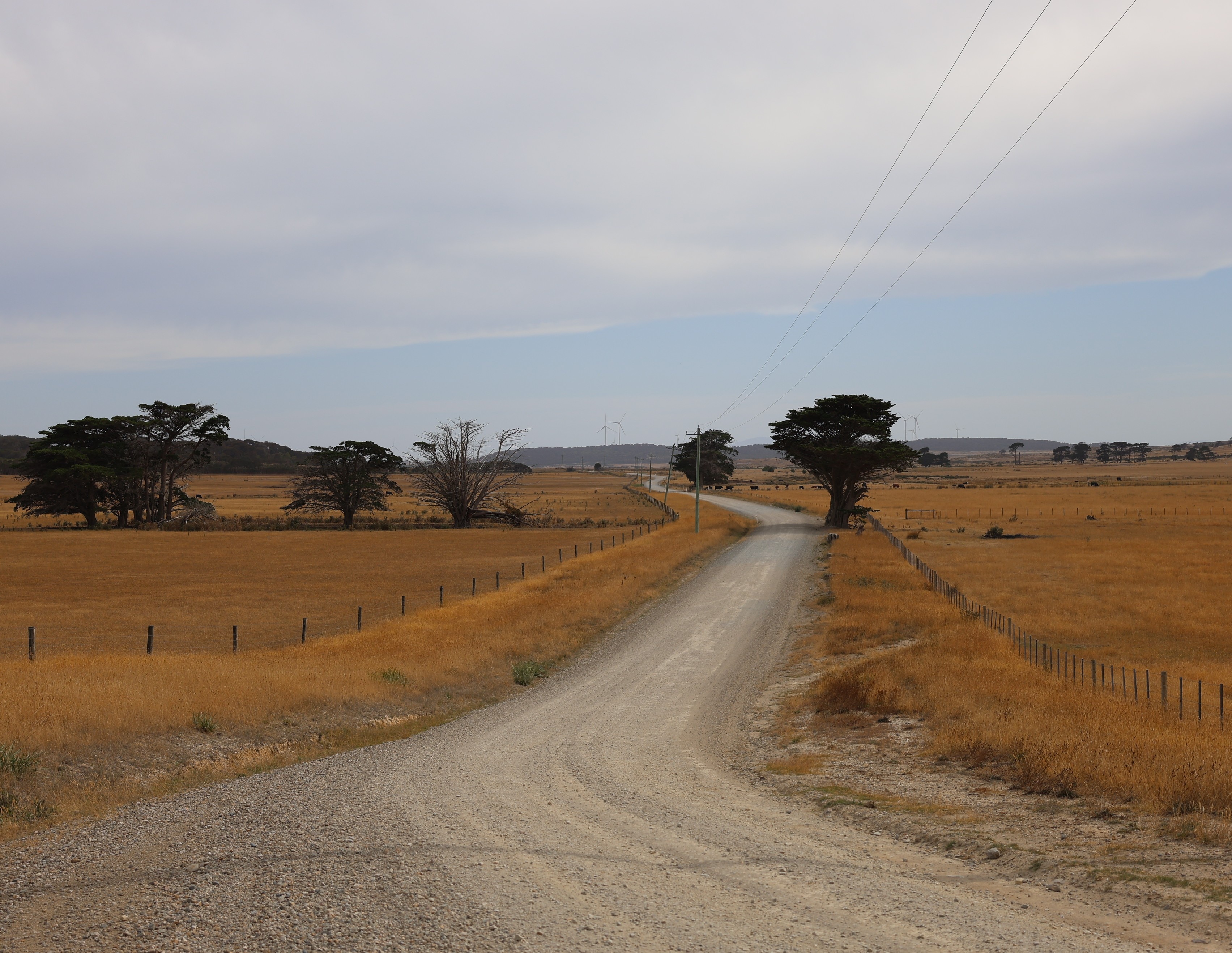 Tasmania's largest farm could be sold to UK forestry investors