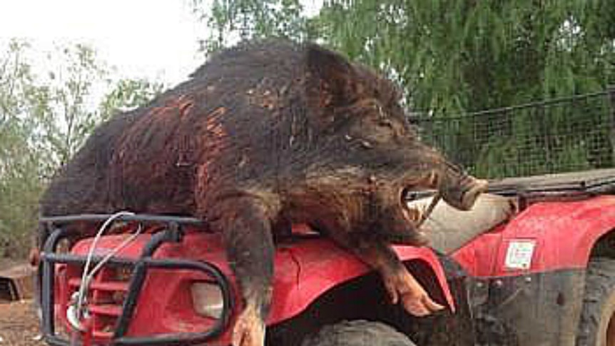 There are a number of feral pigs in the far west, like this one shot north of Broken Hill earlier this year, but officers say hunting regulations apply to all shooters.