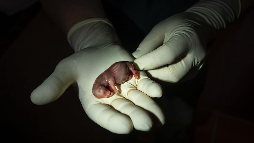 A gloved hand holds in its palm a small Rhino embryo.