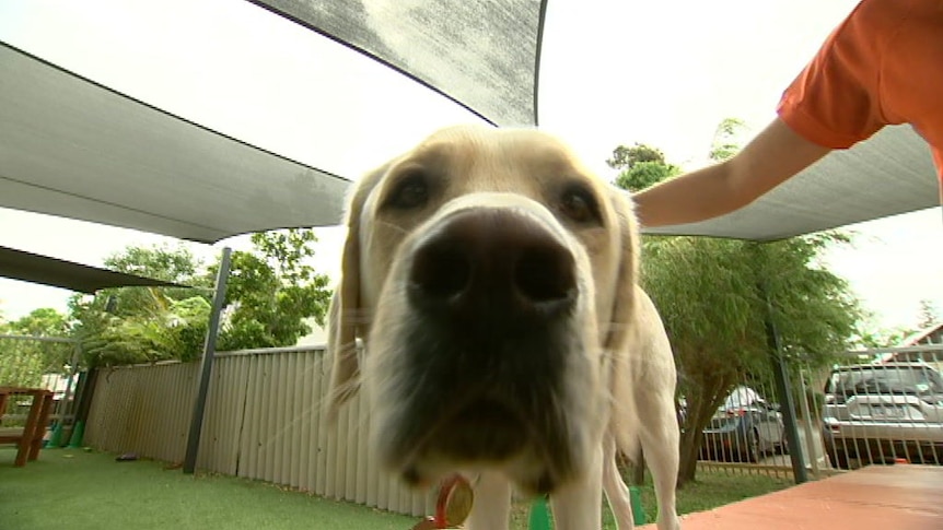 Autism assistance dogs undergo strict training