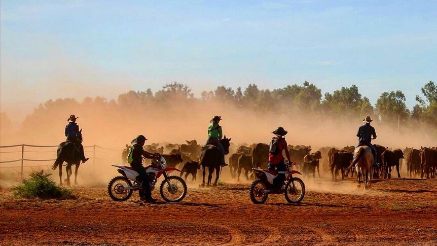 Mustering cattle on motorcycles and horseback in the Pilbara WA