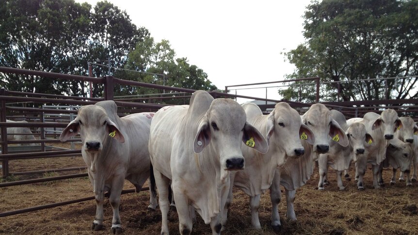 Northern Territory free of bovine Johne's disease