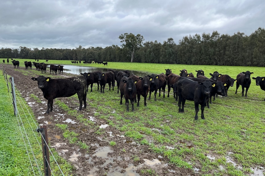 Black cattle stand in a soaked field with a pool of water behind them.