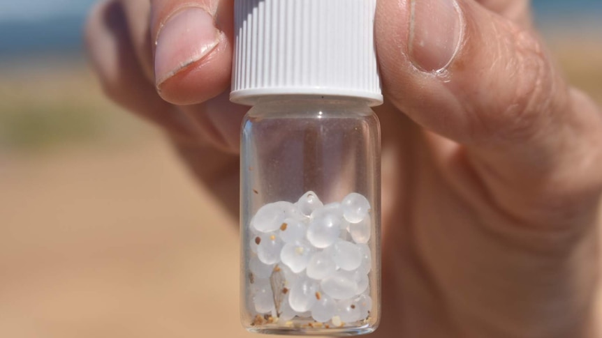 Person holds tiny jar filled with microplastics