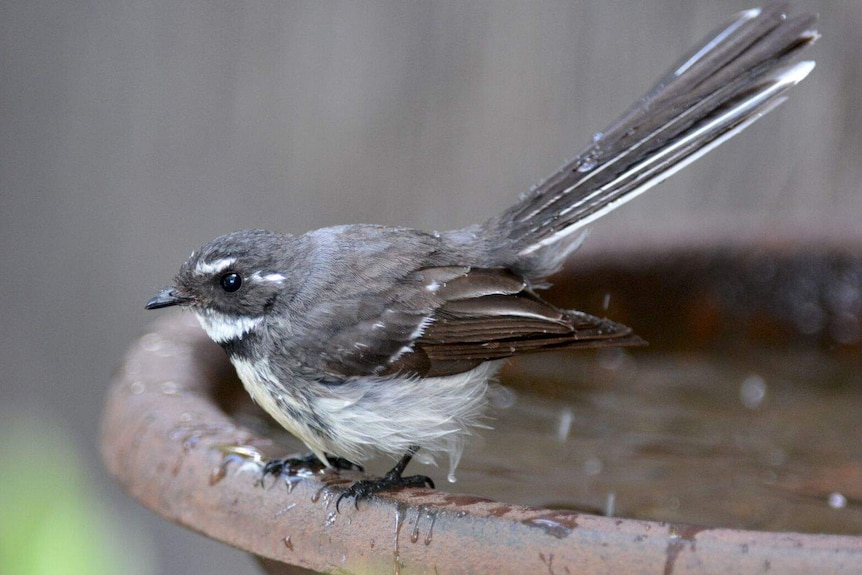 A grey fantail close up sits on the rim of a birdbath