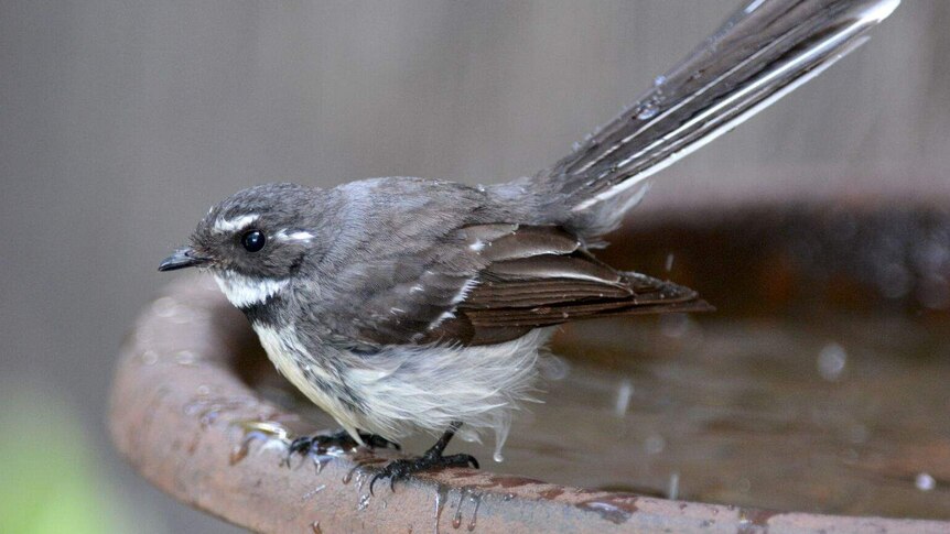 A grey fantail cools off in the birdbath of the backyard of photographer Tim Bergen, at Bathurst, in central-west NSW.