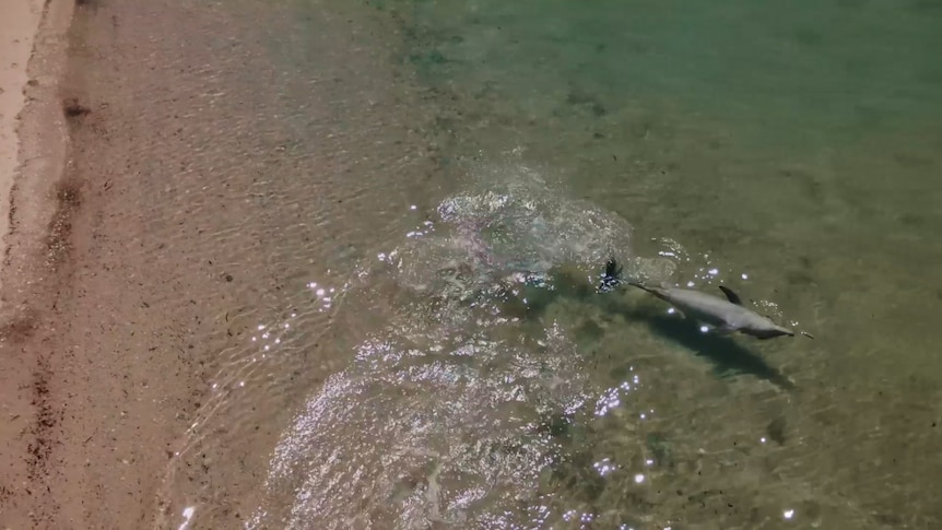 A dolphin in swims around in shallow water to catch fish