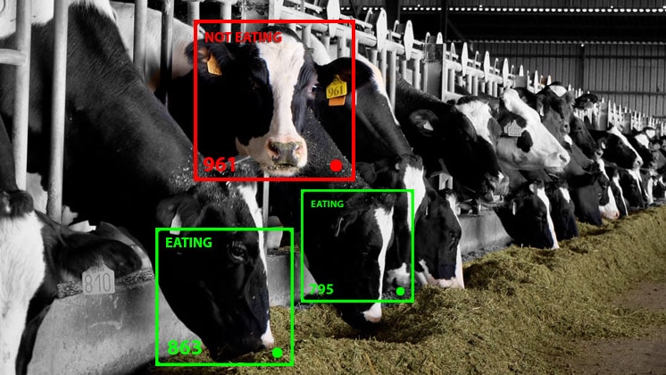 Facial recognition technology for cows