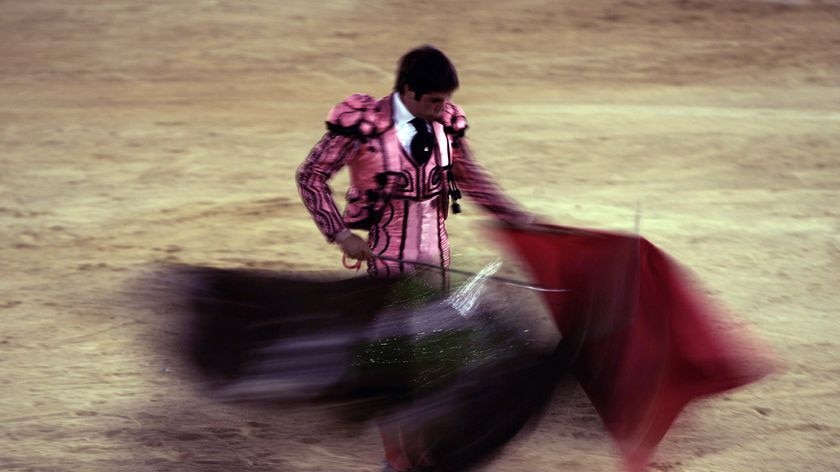 Bull passes matador