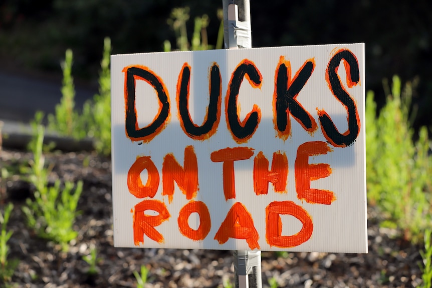 A hand painted sign that reads Ducks on The Road