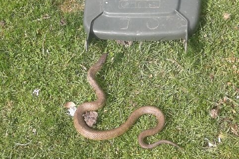 A lowland copperhead snake near a bin lid