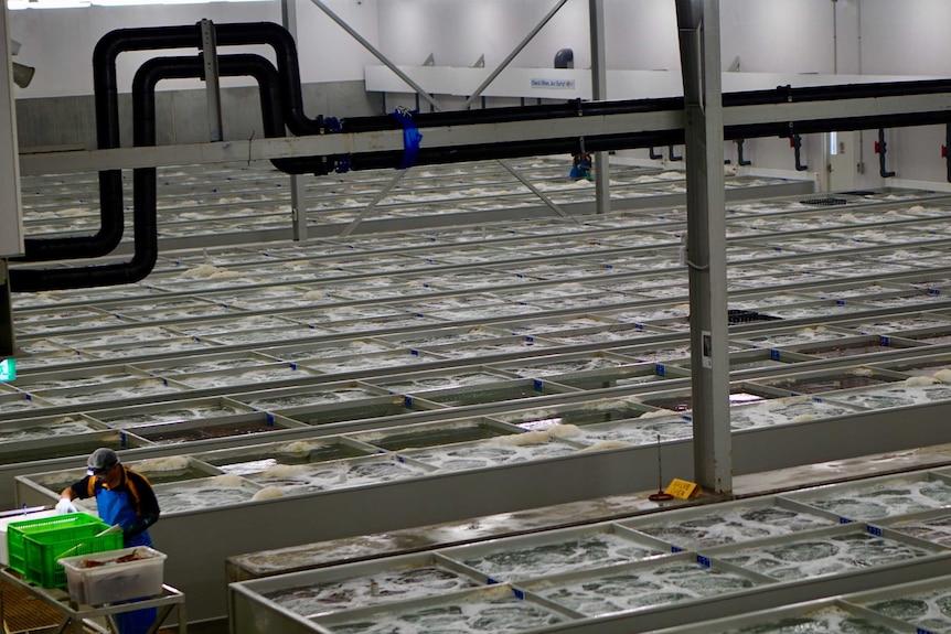 The inside of a live lobster export facility.