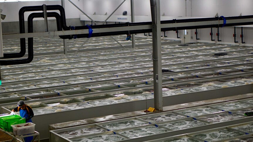 The inside of a live lobster export facility.