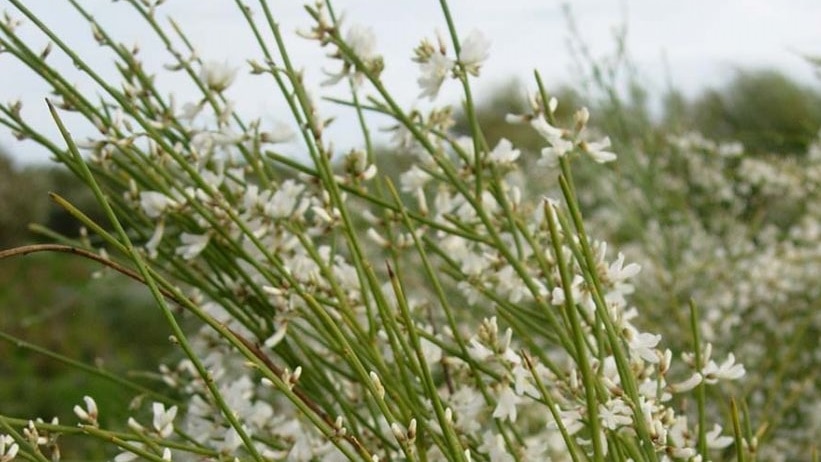 A green shrub with white flowers on long stems.