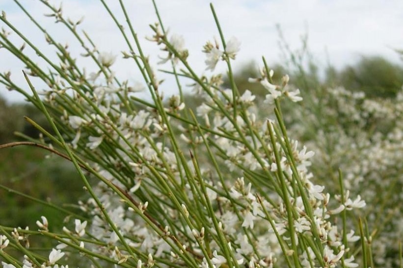 A green shrub with white flowers on long stems.