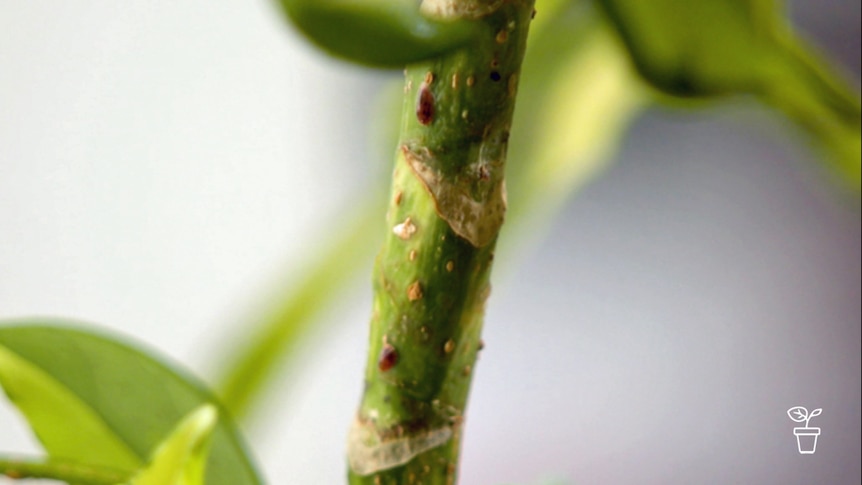 Close up image of scale on plant stem