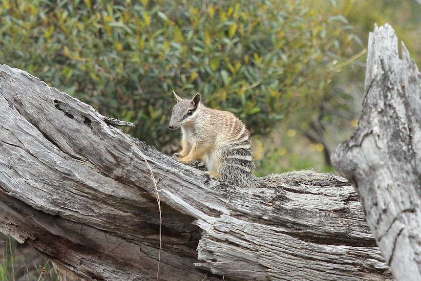 A numbat on a log