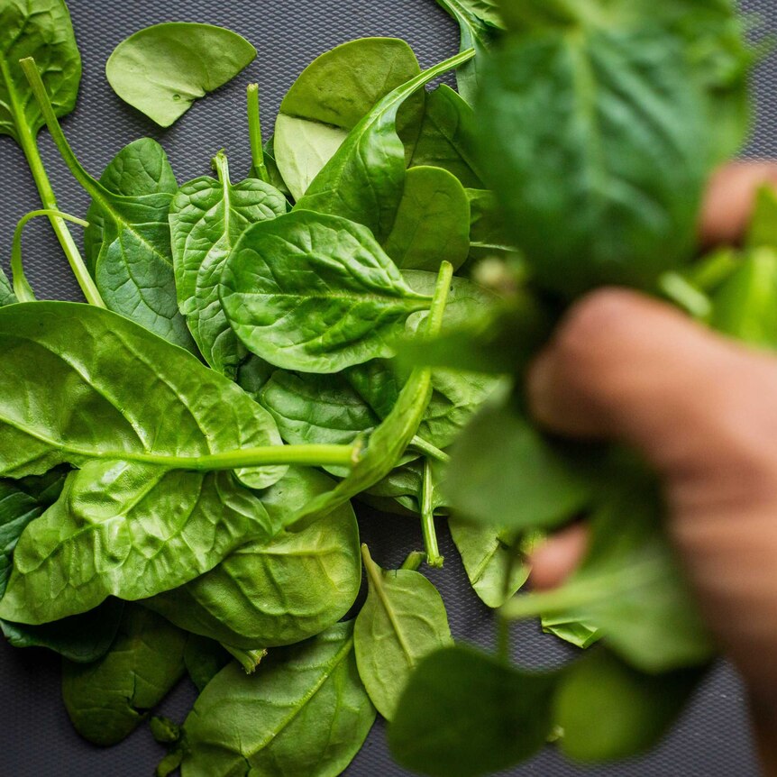 A man's fist picks up loose spinach leaves from a gray mat