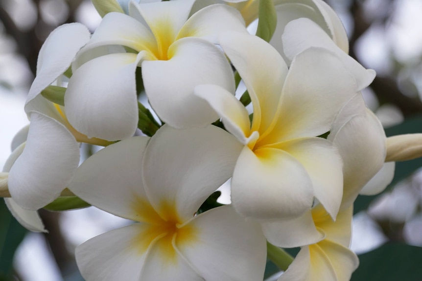 A cluster of frangipani flowers on a tree on West Island at the Cocos Keeling Islands 