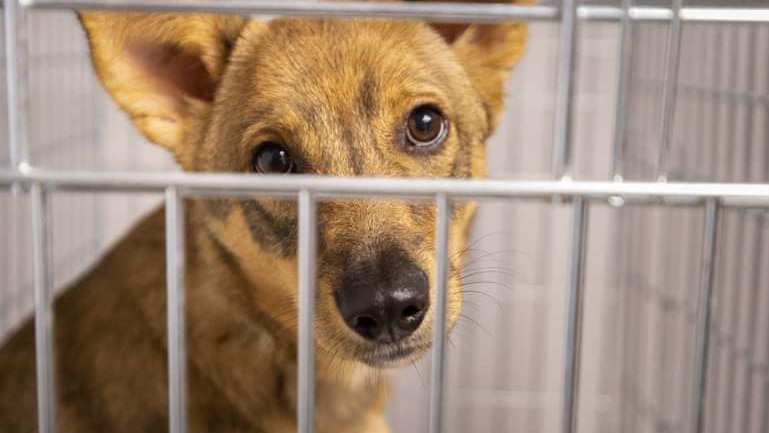 A tan coloured dog in a cage