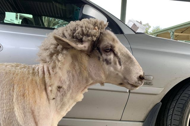 A sheep with a mullet