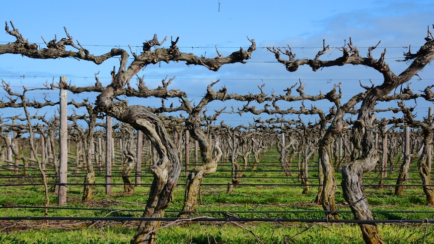 Bare grapevines supported by wire.