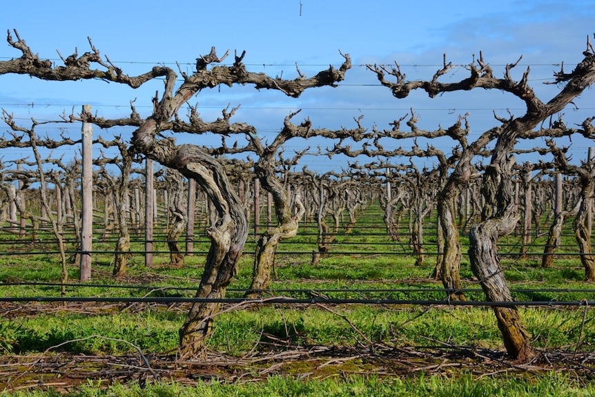 Bare grapevines supported by wire.