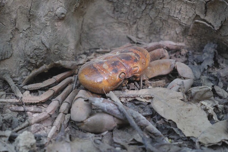 A crab overwhelmed by crazy ants lying dead in dense forest on Christmas Island.