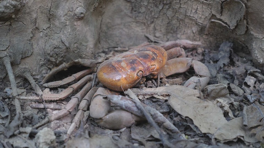 A crab overwhelmed by crazy ants lying dead in dense forest on Christmas Island.