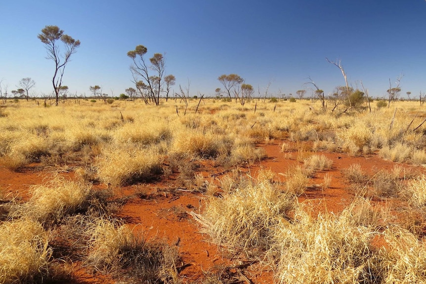 Golden dry grass and red dust around sparse and gnarled trees.